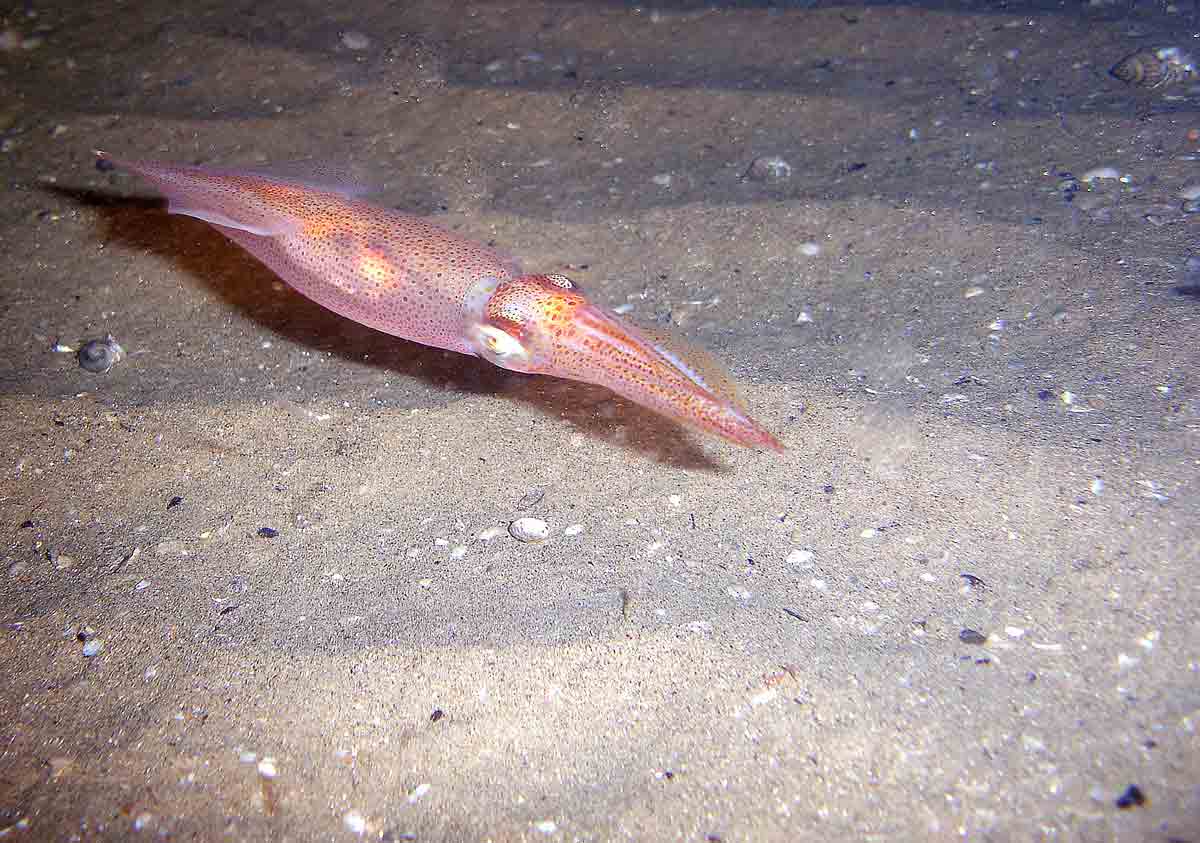 Loligo vulgaris (Calamaro europeo)